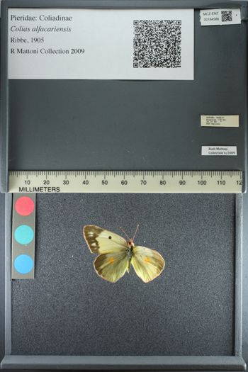 Media type: image;   Entomology 184588